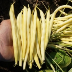 Fasola SV1003GF 5 tyś. nasion st